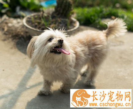 狗四肢抽搐是什么病 病态的抽搐要及时治疗