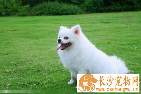 纯白色的狗是什么狗 养爱犬是治病良药