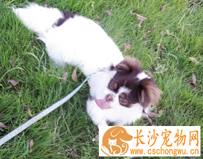 狗得狂犬病会死吗 狂犬病潜伏期一般是1-2周