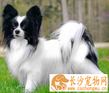 狗得皮肤病会死吗 应该重视皮肤病治疗