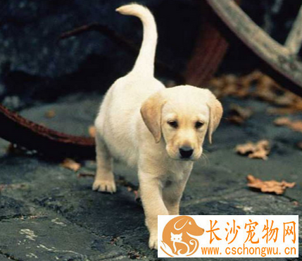 狗胰腺炎会死吗 要做好疾病的预防工作