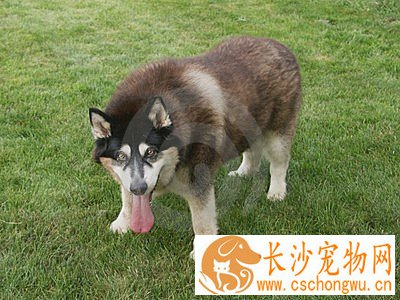 被狗咬后会得狂犬病吗 不一定会得狂犬病