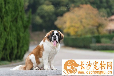 狗咬了人会死吗 不是被咬后都会得狂犬病
