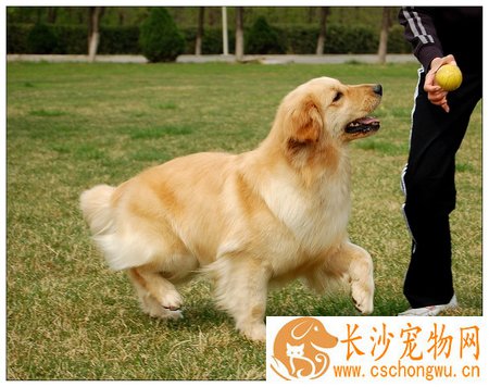 狗病了不吃东西怎么办 及时看医生哦