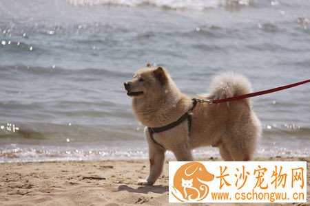 狗会传染给人什么病 七类疾病易传染给人