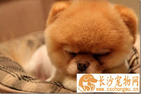 狗毛会引起荨麻疹吗 是一种常见的皮肤病