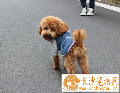 狗为什么掉毛 皮肤病造成掉毛最普遍