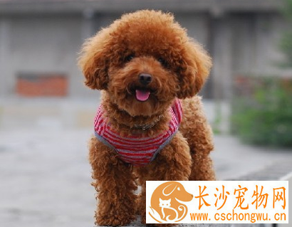 狗的细小病是怎样的症状 做好预防的工作