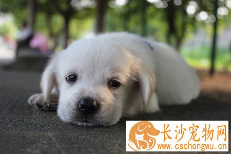 狗眼睛里有虫子怎么办 这是犬眼虫病