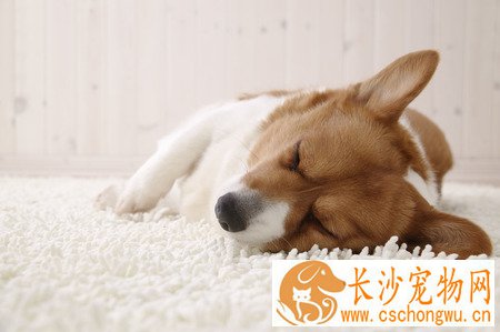 狗怎么预防疾病 注意卫生增强其免疫力