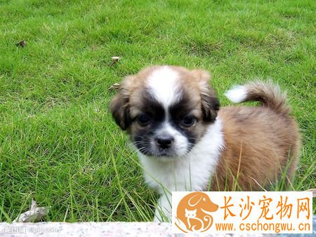 狗能传播什么疾病 一定要确保它的健康