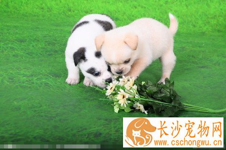 狗有什么病 狗狗易得的8种疾病解析