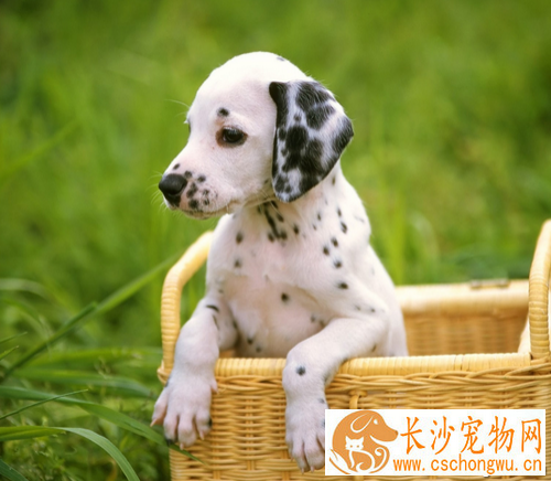 狗得了皮肤病怎么办 狗皮肤病的几大特征