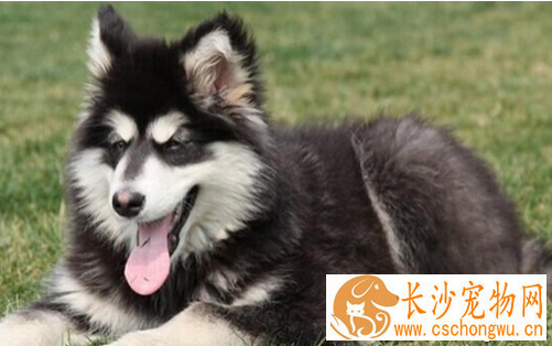 犬蛔虫病  有效的治疗狗狗的犬蛔虫病