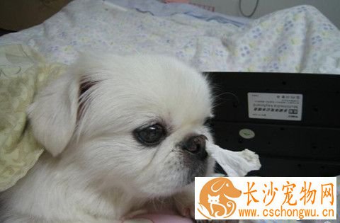 狗狗得鼻炎怎么办 鼻炎有哪些发病的症状