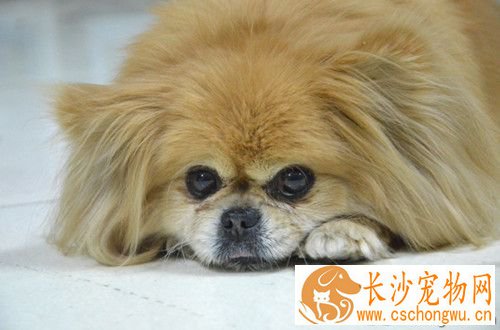 狗狗气管塌陷怎么治疗 气管塌陷发病原因