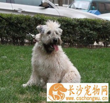 软毛麦色梗的日常护理 易患遗传性疾病