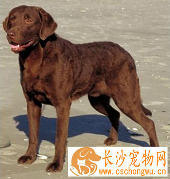 乞沙比克猎犬的日常护理 注意口腔疾病