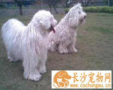 可蒙犬的日常护理 注意常见皮肤病的预防