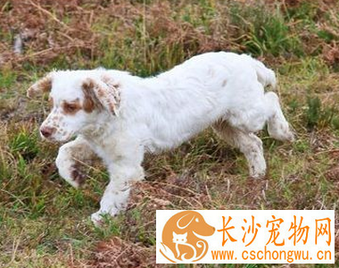 克伦伯猎鹬犬的养护常识 注意疾病的预防