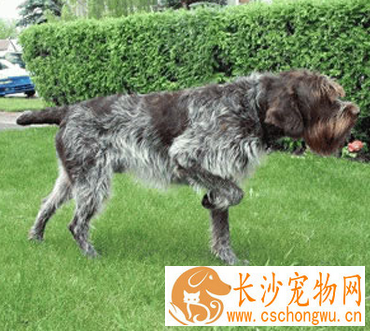 刚毛指示格里芬犬生病怎么办 要分析病情