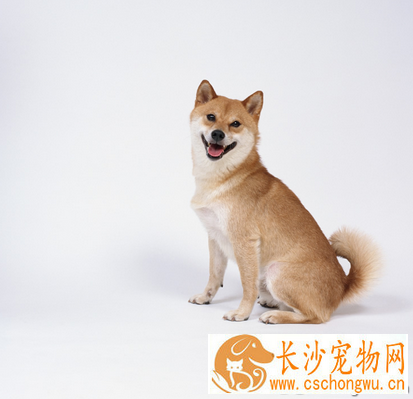 宠物狗皮肤病 狗狗皮肤病治疗方法