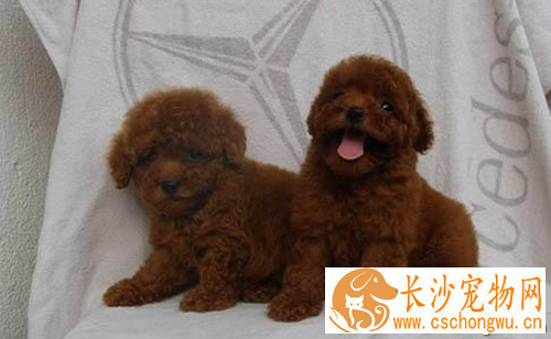 犬瘟热抽搐  这是犬瘟热最常见的一种病症