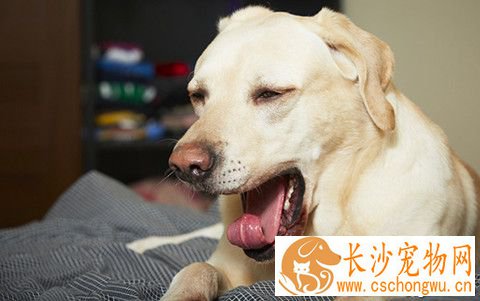 狗狗一直咳嗽怎么办 咳嗽时可能产生的疾病