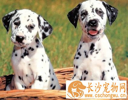 狗狗健康 偏食是导致狗患上疾病的重要原因
