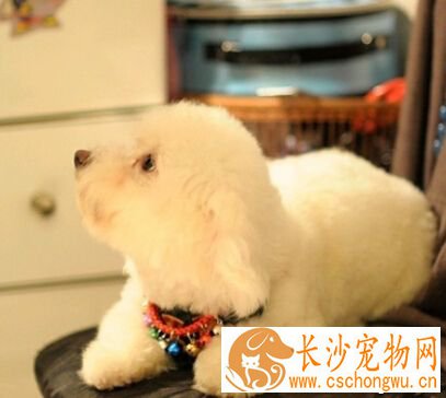  狗狗海藻粉 能提高动物的免疫和抗病能力