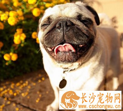皮肤病传染 狗狗皮肤病传染性也是非常大的