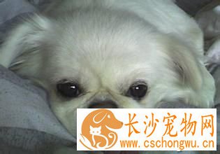 狗狗有牙结石怎么办 牙结石的发病原因