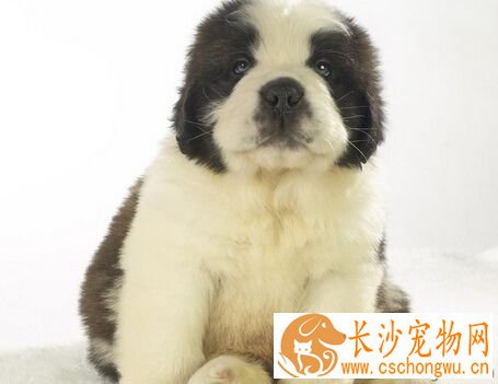 宠物安乐死 狗狗患上了难以治愈的疾病