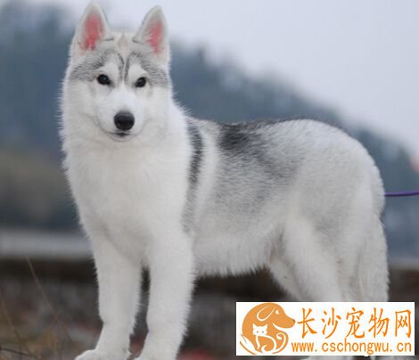 犬皮肤病 真菌是导致犬皮肤病的原因之一