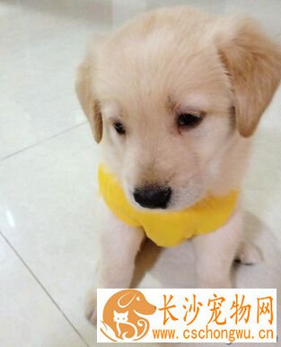 小狗鼻子干怎么办 鼻子干往往是生病的前兆