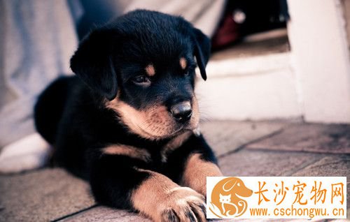 犬传染性气管支气管炎 犬传染性支气管炎临床症状