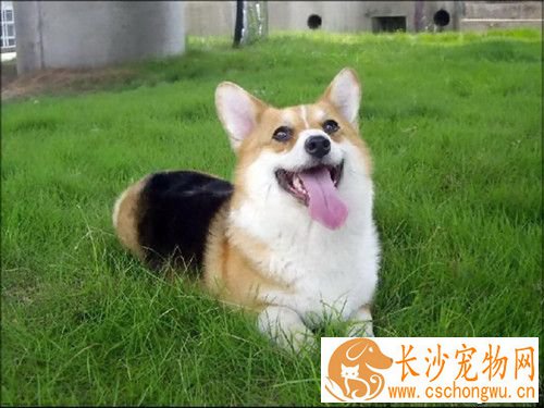 狗肠炎怎么办 炎症性肠管症的正确饮食观