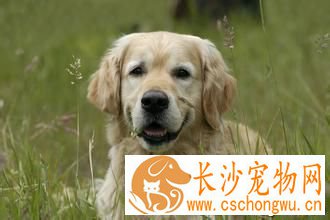 狗关节炎症状 膝关节韧带异位临床症状