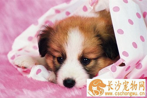 狗狗骨软骨炎怎么办 配合药物与运动的控制