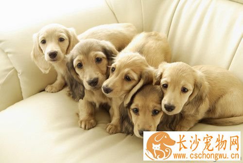 狗狗有睾丸炎怎么办 需要给狗狗抗生素的治疗
