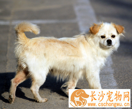 狗得肺炎会死吗 注意环境清洁卫生
