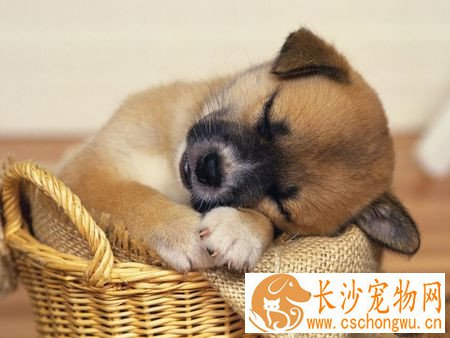 小狗急性肠胃炎吃什么药 益生菌辅助治疗