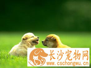 狗耳朵为什么会发炎 预防和治疗的措施