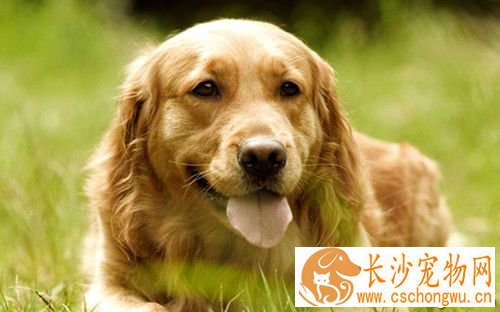 狗狗患有急慢性肝炎怎么办 让狗狗多注意休息