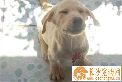 狗狗得肺炎怎么治疗 治疗需要注意事项