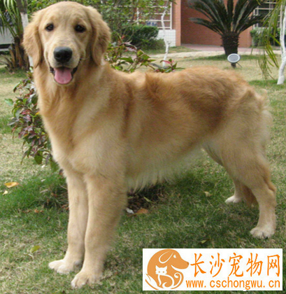 狗狗眼睛发炎 眼球脱垂的治疗要点