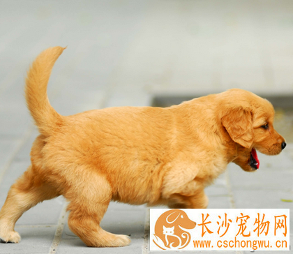 狗狗胰腺炎症状 避免喂食大量油脂食物