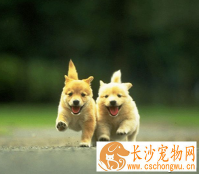 狗狗食欲不振怎么办 急慢性肝炎治疗方法
