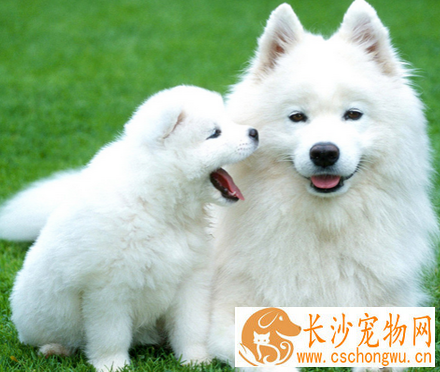狗狗鼻炎怎么治 注意保持环境的湿度