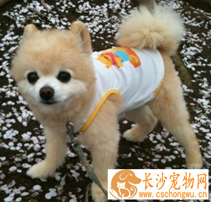  狗狗胃炎吃什么 通过食物来调理